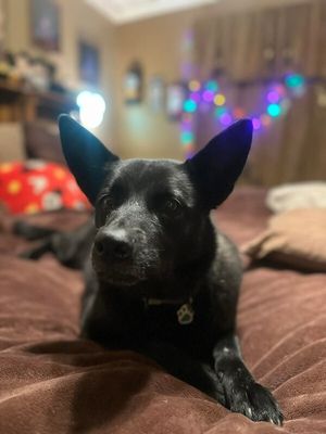 Stormy Belle is your Soul Dog thumbnail 15