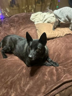 Stormy Belle is your Soul Dog thumbnail 13