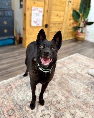 Stormy Belle is your Soul Dog thumbnail 4