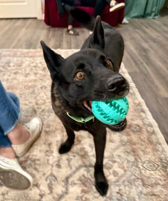 Stormy Belle is your Soul Dog thumbnail 1