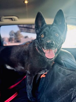 Stormy Belle is your Soul Dog thumbnail 8