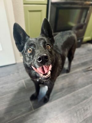 Stormy Belle is your Soul Dog thumbnail 11