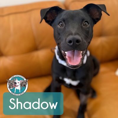 Shadow Mini Hershey Kisses thumbnail 11