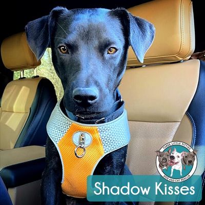 Shadow Mini Hershey Kisses thumbnail 3
