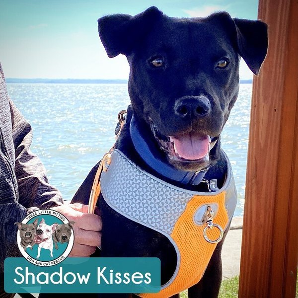 Shadow Mini Hershey Kisses, a Black Labrador Retriever dog