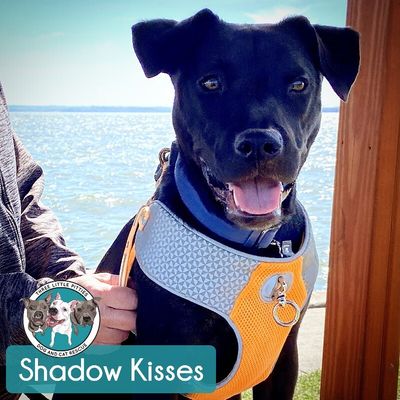Shadow Mini Hershey Kisses thumbnail 1