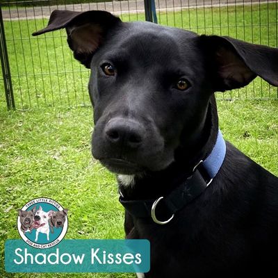Shadow Mini Hershey Kisses thumbnail 2