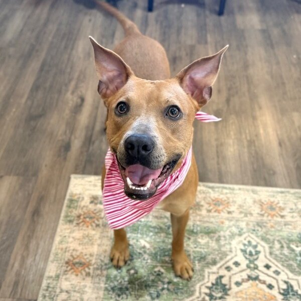 Sydney So Loving, a Pit Bull Terrier dog