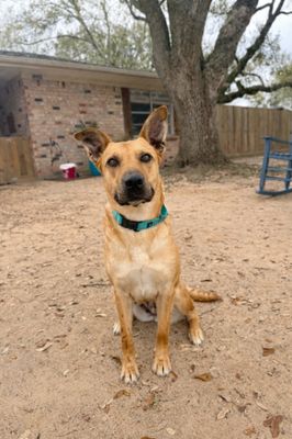 Ember Honey The Ruby Eyed Sweetheart thumbnail 12
