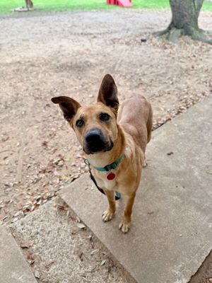 Ember Honey The Ruby Eyed Sweetheart thumbnail 6
