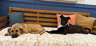 January baby Bandera thumbnail 11