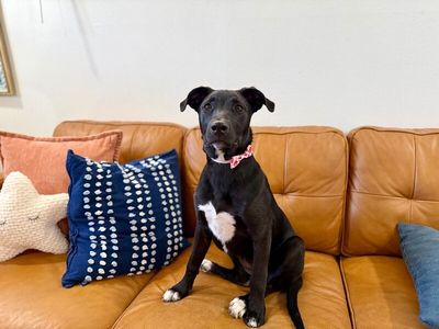 Harper tater tot cuddlepaws thumbnail 12
