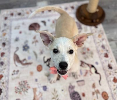 Sugar White Cuddly Cutie thumbnail 5