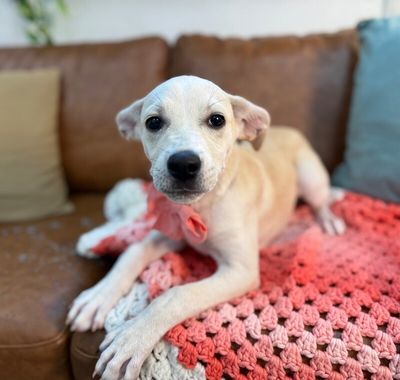 Sugar White Cuddly Cutie thumbnail 11