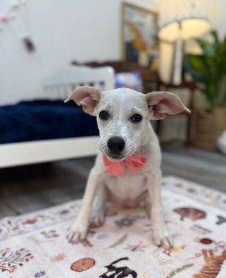 Sugar White Cuddly Cutie thumbnail 2