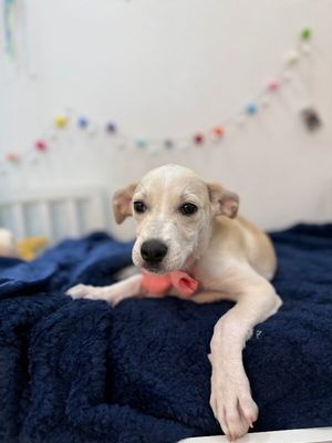 Sugar White Cuddly Cutie thumbnail 9