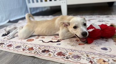 Sugar White Cuddly Cutie thumbnail 14