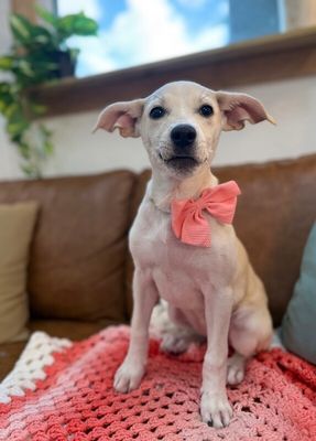Sugar White Cuddly Cutie thumbnail 1