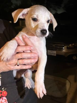 Sugar White Cuddly Cutie thumbnail 10
