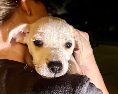 Sugar White Cuddly Cutie thumbnail 7