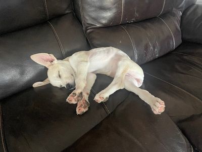 Sugar White Cuddly Cutie thumbnail 4