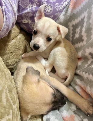 Sugar White Cuddly Cutie thumbnail 12