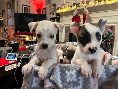 Sugar White Cuddly Cutie thumbnail 6