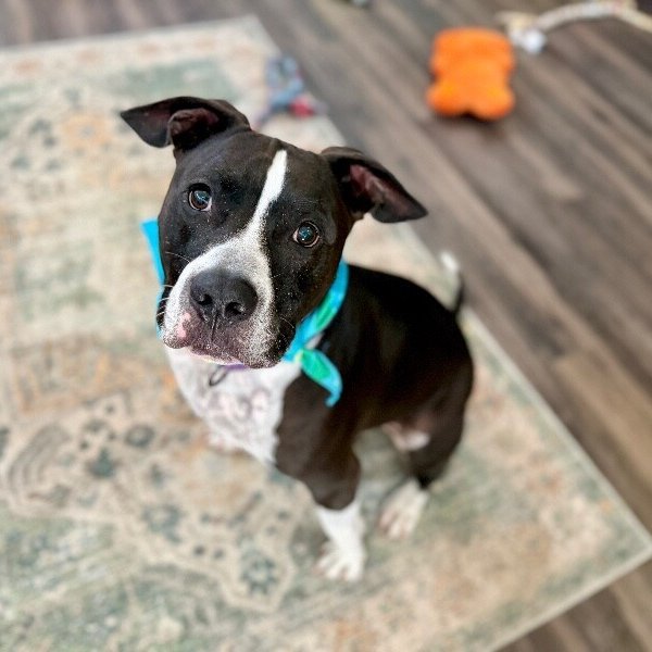 UziBoo Berry Bounce House, a American Pit Bull Terrier dog