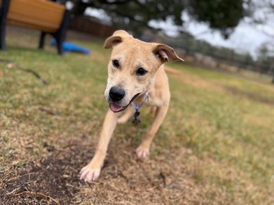 Sunnie D Light Sadie thumbnail 15