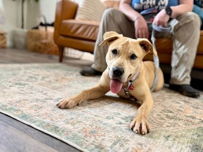 Sunnie D Light Sadie thumbnail 10