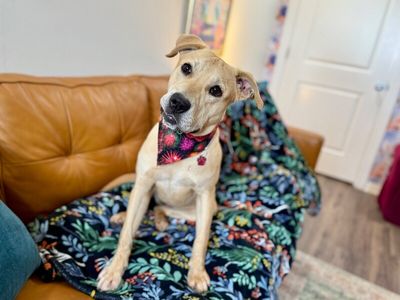 Sunnie D Light Sadie thumbnail 7