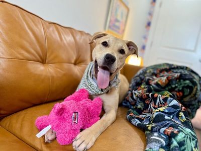 Sunnie D Light Sadie thumbnail 12
