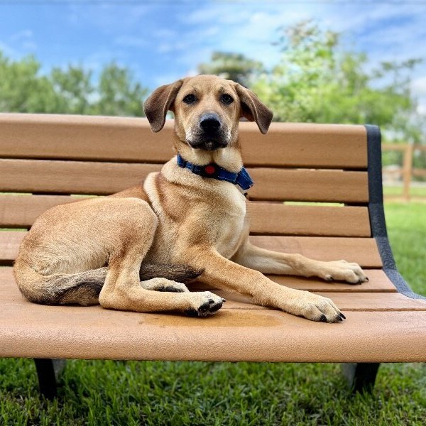 Jacque the silly guy, a Labrador Retriever dog available for adoption