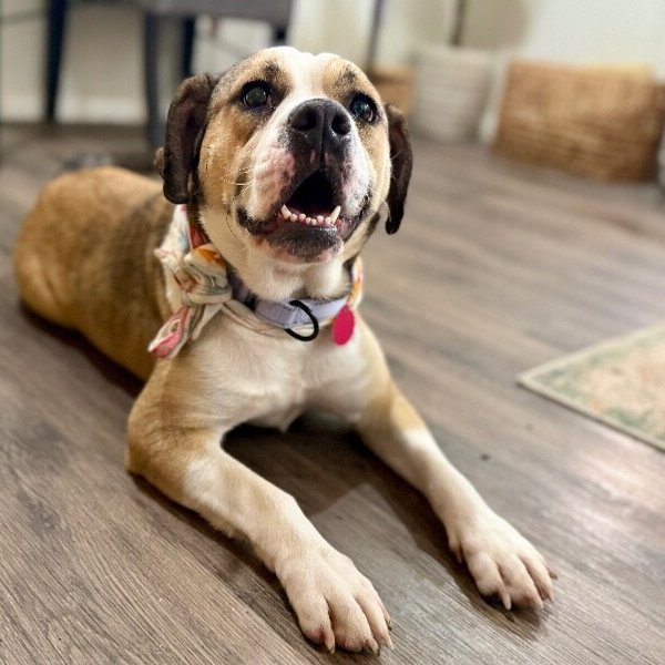 Lottie Love Bug, a Labrador Retriever dog