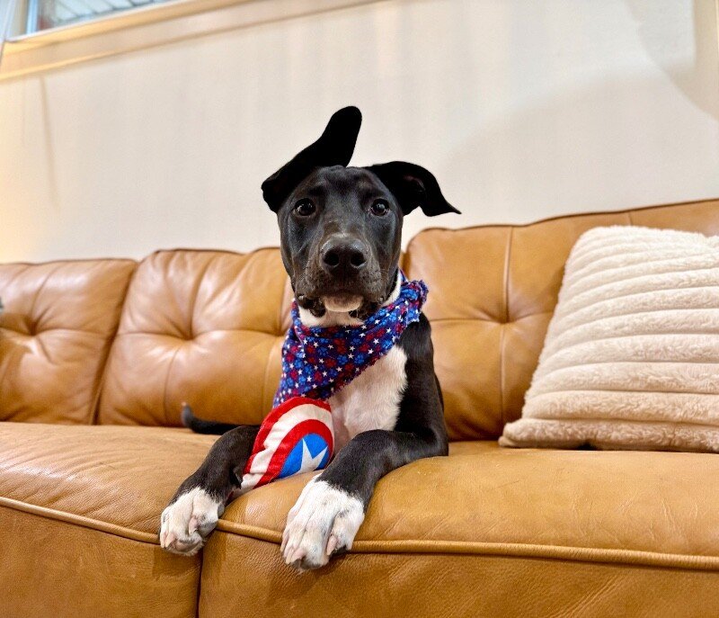 Onyx Baby the Sweet Boy Special - Photo 1