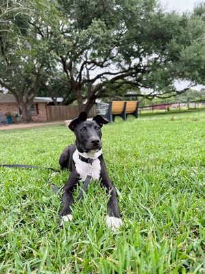 Onyx Baby the Sweet Boy Special thumbnail 12