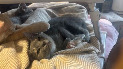 Abilene Meowling thumbnail 5