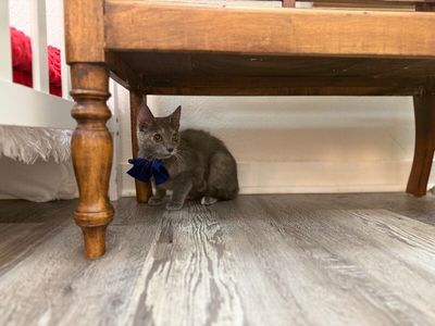 Abilene Meowling thumbnail 7