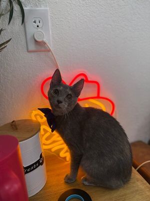 Abilene Meowling thumbnail 2