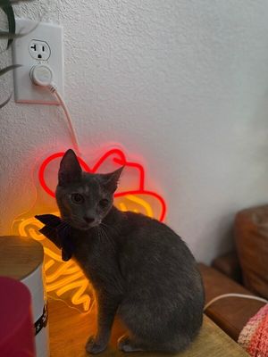 Abilene Meowling thumbnail 9
