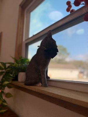 Abilene Meowling thumbnail 6