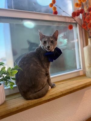 Abilene Meowling thumbnail 3