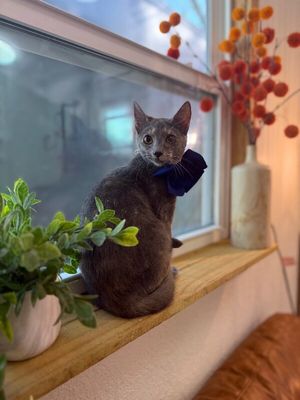 Abilene Meowling thumbnail 1