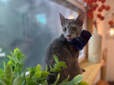 Abilene Meowling thumbnail 8