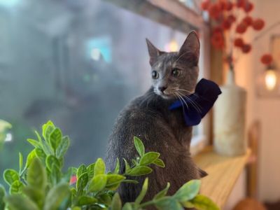 Abilene Meowling thumbnail 10