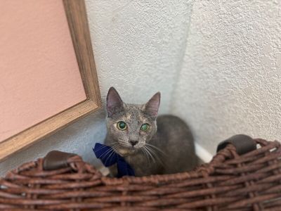 Abilene Meowling thumbnail 4