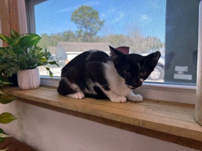 Daisy Boo thumbnail 14
