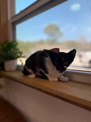 Daisy Boo thumbnail 10