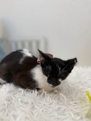 Daisy Boo thumbnail 13
