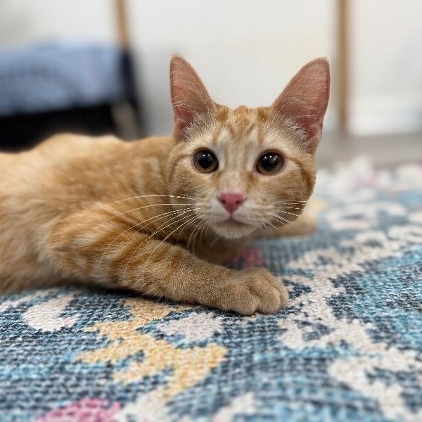 Kimmie Clementine, a Tabby cat